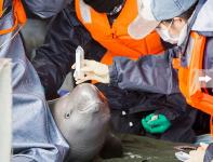 我国再次启动长江江豚迁地保护计划