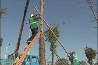 大风刮倒树 园林急排险