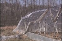 大风吹塌葡萄棚 种植基地受损严重