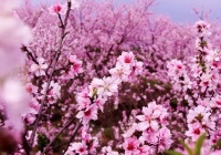 随州人注意了！免遭“桃花堵” 你应该知道......