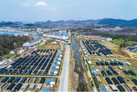 随县三里岗镇吉祥寺村大力发展香菇特色产业