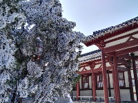 大洪山再降雪 呈“樱花雪约”景观 
