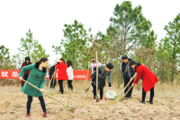随县厉山镇栽种湿地松近5000株