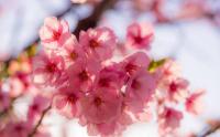 春游季：3月尚市桃花节游玩攻略，拿走不谢！！！