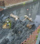 小区排水渠污水横流 水质污染严重 