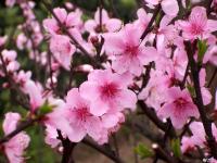 你好三月 | 愿所有美好，不负归期