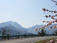 大洪山再降雪 呈“樱花雪约”景观 