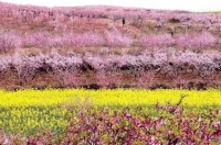 桃花节期间 市民赏花请注意交通提示 