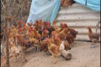 “精准扶贫加油干”系列报道： 身残不忘助他人  扶贫养殖到乡村