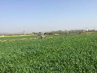 无人植保机防治小麦条锈病