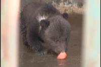 可爱小熊首次与游客见面