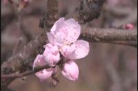 尚市桃花初露面  赏花进入倒计时