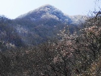 大洪山再降雪 呈“樱花雪约”景观 