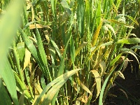 无人植保机防治小麦条锈病