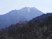 大洪山再降雪 呈“樱花雪约”景观 
