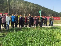无人植保机防治小麦条锈病