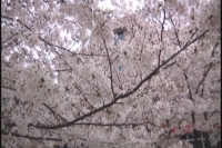 随州二中樱花胜雪  武大赠送寄予希望