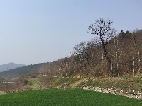 银杏谷里的野樱桃花