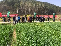 无人植保机防治小麦条锈病