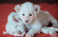 当动物遇上美颜相机 凶猛的狮子也成小可爱