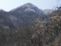 大洪山再降雪 呈“樱花雪约”景观 