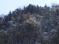 大洪山再降雪 呈“樱花雪约”景观 