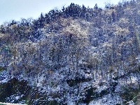 大洪山再降雪 呈“樱花雪约”景观 