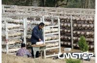 随县殷店镇岩子河农民积极开展袋料香菇生产