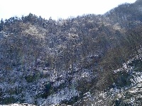 大洪山再降雪 呈“樱花雪约”景观 