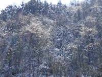 大洪山再降雪 呈“樱花雪约”景观 
