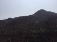 银杏谷里的野樱桃花