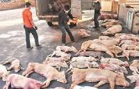 万斤病死猪肉卖出 三招识别病死猪肉
