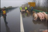 跟车过近致车祸  牲猪高速巡游