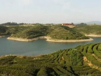 随州大洪山云雾山琵琶湖探茶