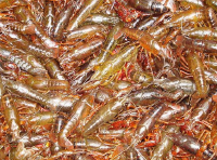 湖北首批“富硒虾”问世，市场价比普通虾高出20%