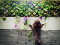 一位90后的姑娘把生活活成了诗