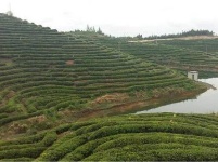 随州大洪山云雾山琵琶湖探茶