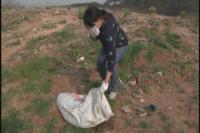 十多头死猪腐烂变质困扰居民