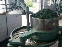 随州大洪山云雾山琵琶湖探茶