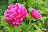 花开花落又一季 粉黛新颜又一春