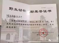  警民携手热心救助国家二级保护动物猫头鹰 