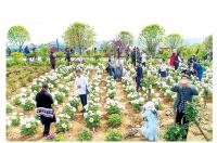 万名游客共赏尚市牡丹风姿 