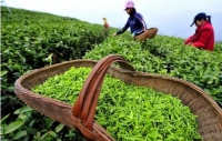 明前茶价格普涨一至两成，想喝平价新茶还得等20多天
