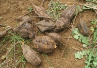 喝何首乌保健茶降血脂，太婆肝功能严重受损