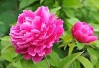  花开花落又一季 粉黛新颜又一春 