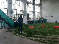 随州大洪山云雾山琵琶湖探茶