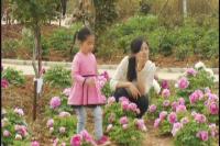 随县尚市镇首届牡丹文化旅游节开幕