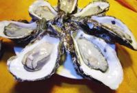 丹麦海岸生蚝泛滥向中国“求救”，专家称“舌尖解决”