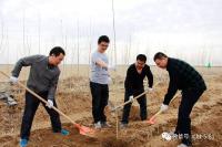 八十一团开展植树造林工作 建设生态美丽团场 