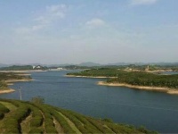 随州大洪山云雾山琵琶湖探茶